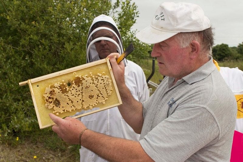 Beekeeper Education